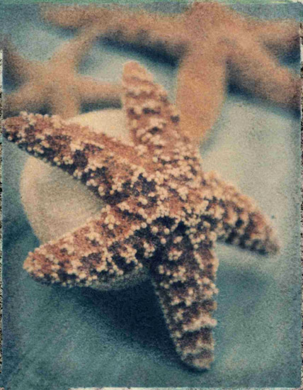 Kompatibel Stilleben til Jahrriesnge starfish-lpf00178 Kompatibel Stilleben Jahrriesnge til starfish-lpf00178