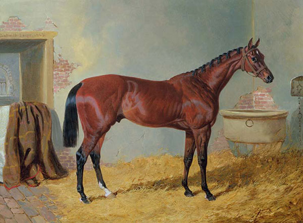 Kompatibel Dyr til Jahrriesnge horse-lpf02610 Kompatibel Dyr Jahrriesnge til horse-lpf02610