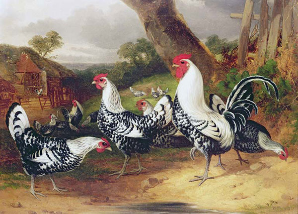 Kompatibel Dyr til Jahrriesnge chicken-lpf02619 Kompatibel Dyr Jahrriesnge til chicken-lpf02619