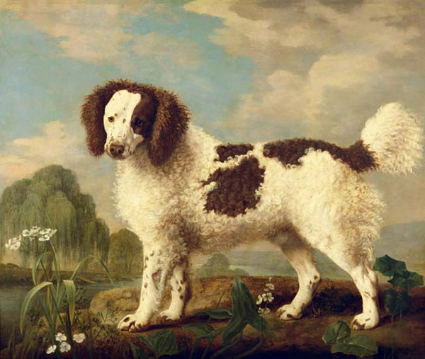 Kompatibel Dyr til Jahrriesnge dog-lpf02637 Kompatibel Dyr Jahrriesnge til dog-lpf02637