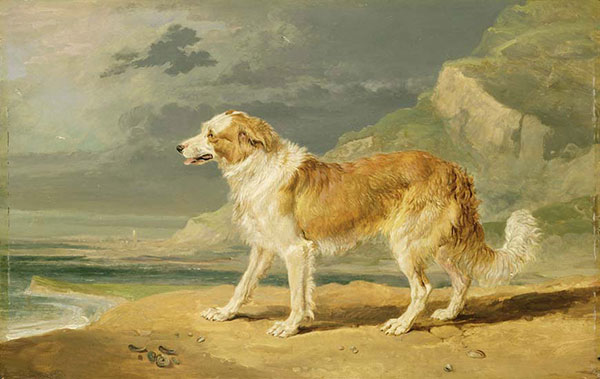 Kompatibel Dyr til Jahrriesnge dog-lpf02638 Kompatibel Dyr Jahrriesnge til dog-lpf02638