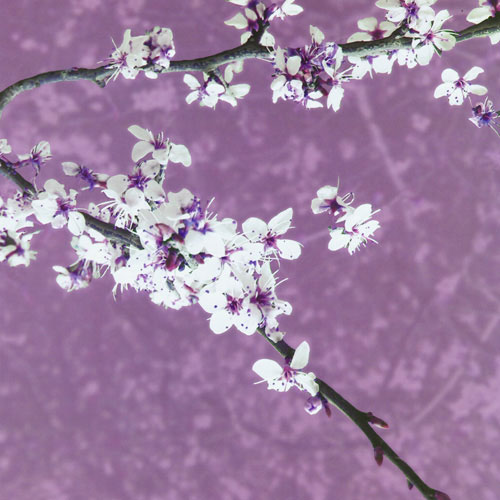 Kompatibel Blomster til JAHRRIESNGE purple leaf plum lpf05058 Kompatibel Blomster JAHRRIESNGE til purple leaf plum lpf05058