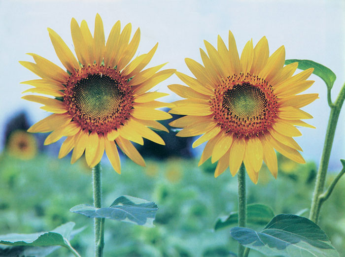 Kompatibel Blomster til JAHRRIESNGE sunflower-lpf07659 Kompatibel Blomster JAHRRIESNGE til sunflower-lpf07659