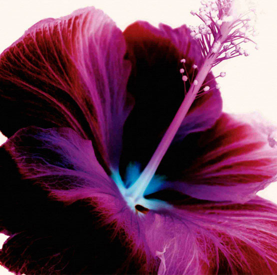 Kompatibel Blomster til JAHRRIESNGE flowers lpf09991 Kompatibel Blomster JAHRRIESNGE til flowers lpf09991